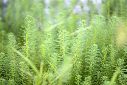 Green Foxtail Aquarium Plant (Myrio Green): გზამკვლევი + მიმოხილვა