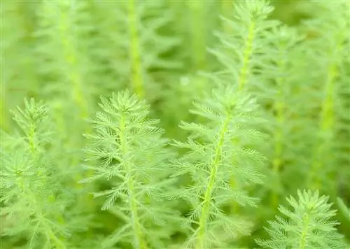 planta rabo de raposa verde