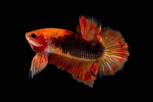 Giant Betta Fish: Care Guide, Varieties & Lifespan (May Mga Larawan)