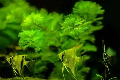 Planta de acuario Cabomba (Green Fanwort): cuidado, crecimiento & Propagación