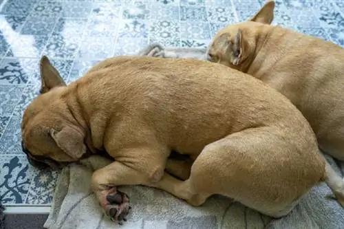 Bultjes op de huid van de Franse Bulldog - Waardoor worden ze veroorzaakt?