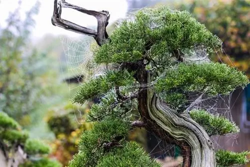 Albero di ginepro bonsai