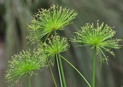 Palude del giardino d'acqua del papiro egiziano nano