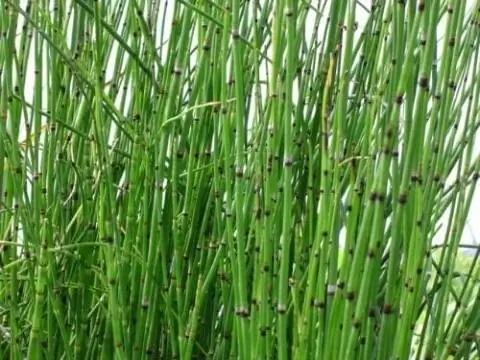 Horsetail Grass