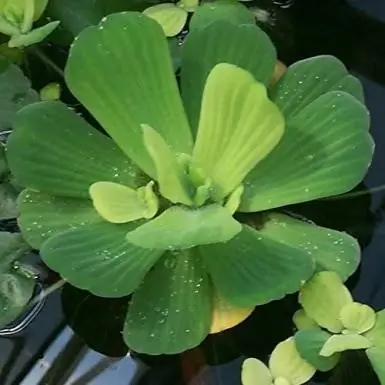 lechuga de agua