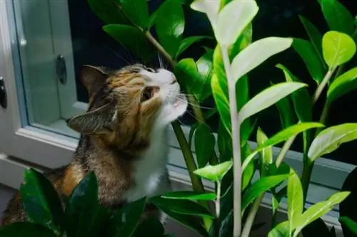 Kucing kecil menggigit daun tanaman