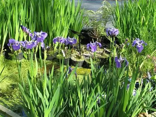 louisiana iris