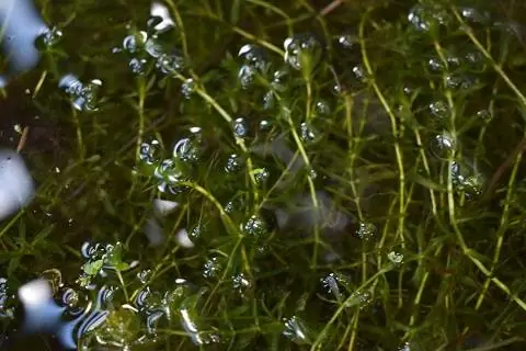 Elodea Live Acquario Sommerso o Pianta da Giardino Acquatico