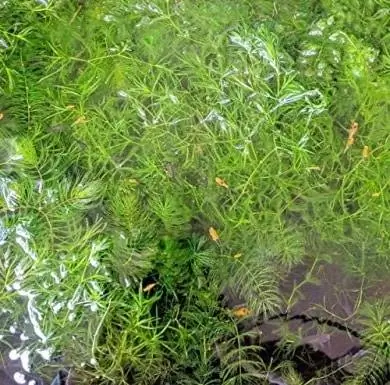 Hornwort Ceratophyllum Demersum