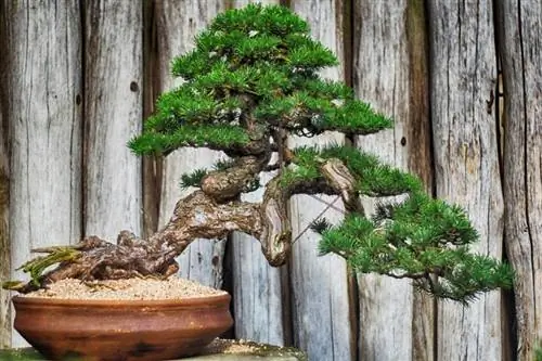 Nakakalason ba ang Mga Puno ng Bonsai sa Mga Pusa? Panatilihing Ligtas ang Iyong Pusa