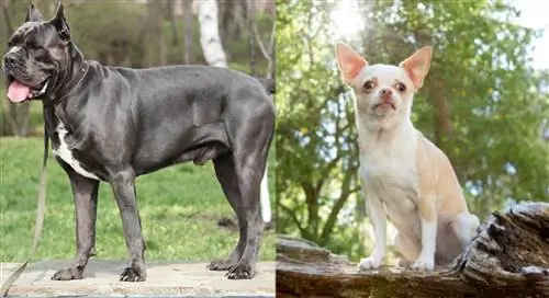 Cane Corso Chihuahua Mix Info: Mga Larawan, Mga Katangian & Mga Katotohanan