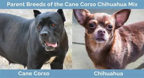 Wazazi Wazazi wa Mchanganyiko wa Miwa ya Corso Chihuahua