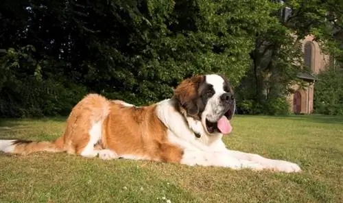 Saint bernard