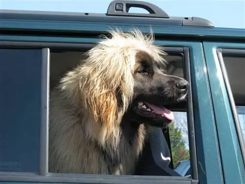 tibetansk mastiff