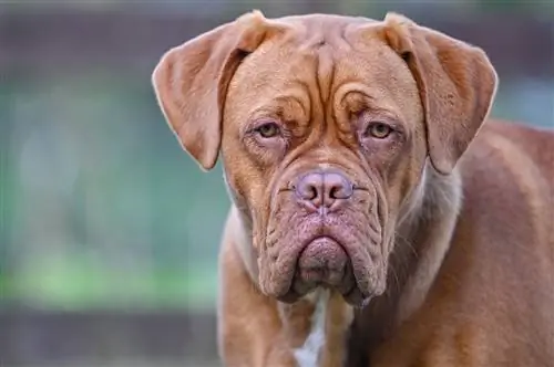 bordeaux dogue