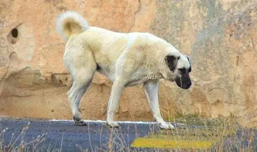 Անատոլիական հովիվ շուն