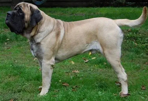 Engelsk mastiff