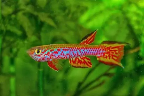 Aafrika killifish