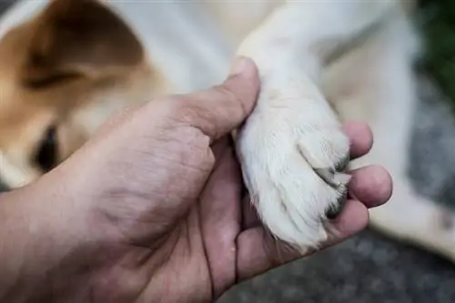 mâna masculului care mângâie laba câinelui