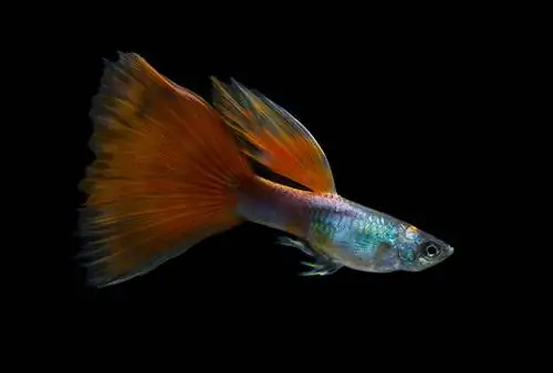 Guppy pelbagai warna