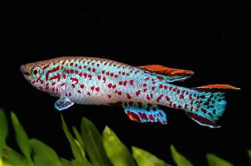 Killifish үшін 12 керемет танк серіктесі (Үйлесімділік нұсқаулығы 2023)