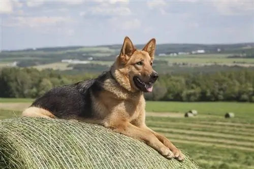 isang taong gulang na babaeng German Shepherd