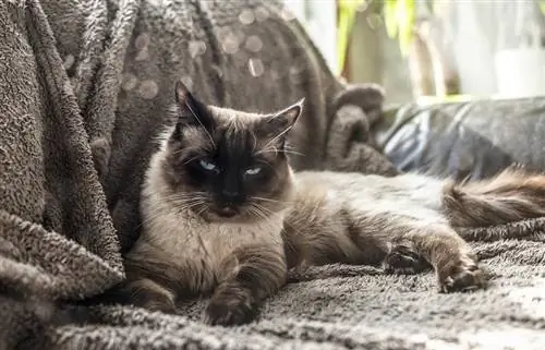 Ragdoll liegt auf der Couch