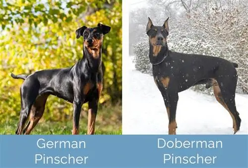 German Pinscher vs Doberman Pinscher upande kwa upande