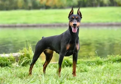 Pinscher alemão bege e preto em pé na margem de um rio