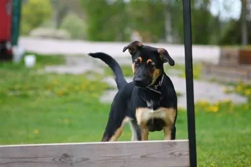 Kijerumani Pinscher