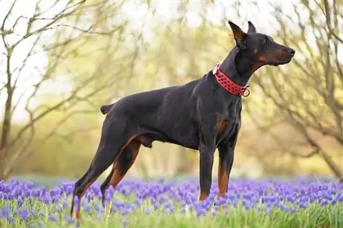 Mkia wa mbwa mweusi na mweusi wa Doberman_Eudyptula_shutterstock