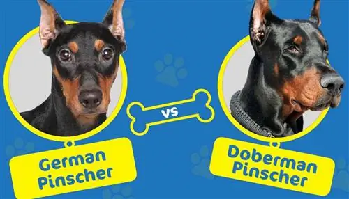 Pinczer niemiecki kontra doberman: jaka jest różnica?