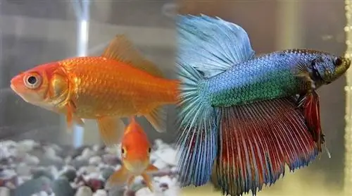 goldfish betta samaki