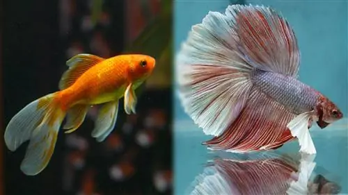 Les poissons Betta et les poissons rouges peuvent-ils vivre ensemble dans le même aquarium ?