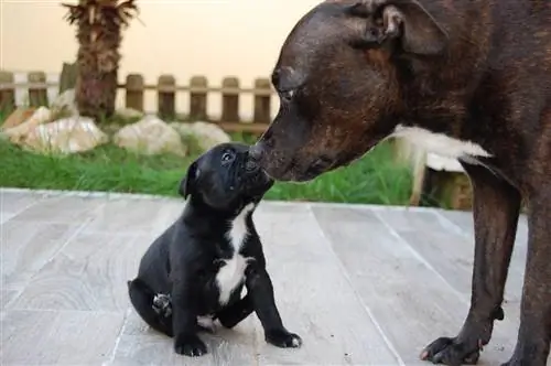 mãe e cachorrinho staffy