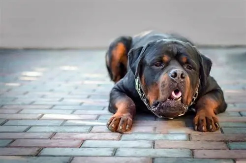 vărsături rottweiler