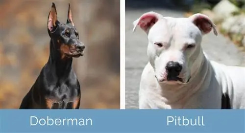 Doberman vs Pitbull sebelah menyebelah