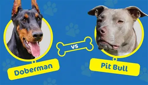 Doberman vs. Pitbull: Wat is die verskille?