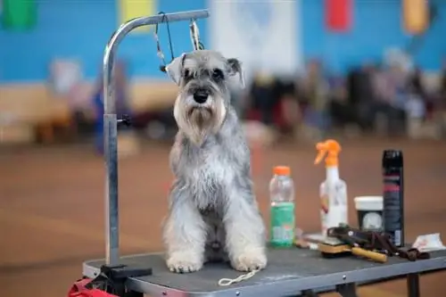 miniatuur schnauzer hond op 'n versorgingstafel langs skoonheidsmiddels en versorgingsgereedskap