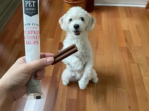 isang puting aso na nakatingin sa alagang gourmet chew stick