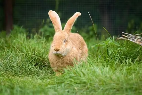 Arnab gergasi Flemish di rumput