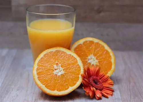 ¿Pueden los perros beber jugo de naranja? ¡Todo lo que necesitas saber