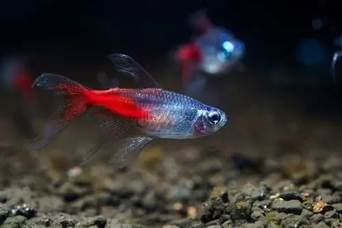 Long-vây-Diamond-head-Neon-Tetra_chonlasub-woravichan_shutterstock