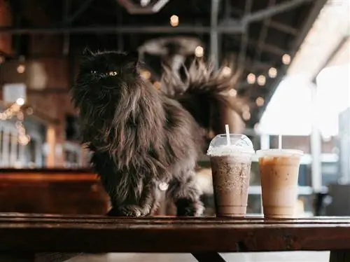 Cara Memulakan Kafe Kucing: Panduan Langkah Demi Langkah