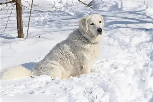 Kuvasz sit in die sneeu