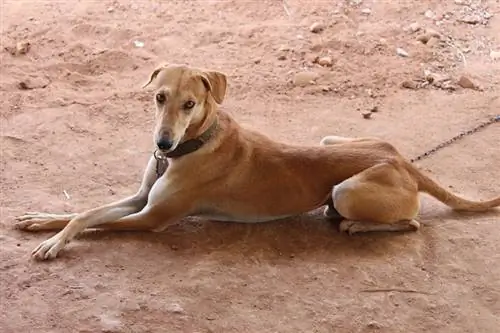 Kanni Indiese hond wat op die grond lê