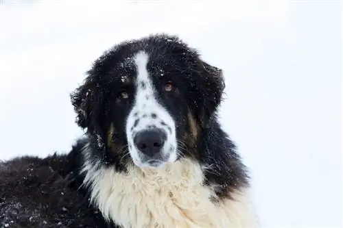 Karakachan Beer Dog in die sneeu