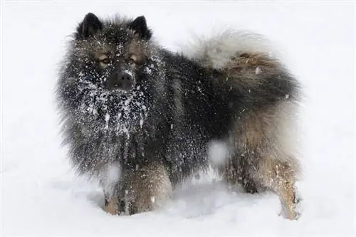 Keeshond w śniegu