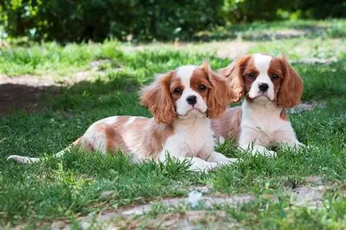 2 Cavalier ንጉሥ ቻርልስ Spaniel