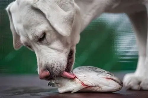 jeune chiot labrador blanc affamé sent et mange une tête de poisson_manushot_shutterstock